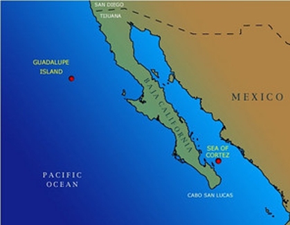 Guadalupe Island Map