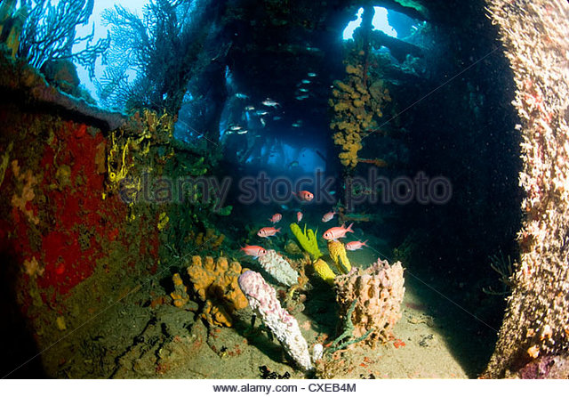 Coral on Sunken Ship