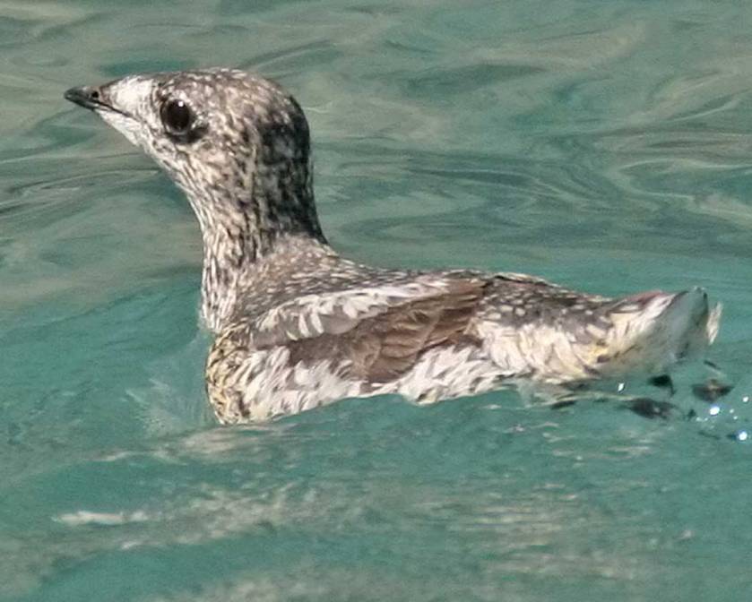 Near Islands - Agattu - Kittlitz Murrelet
