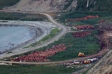 Near Islands - Shemya 8a